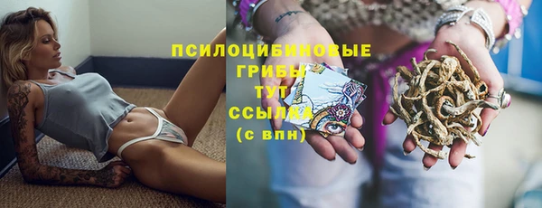 прущие грибы Аркадак